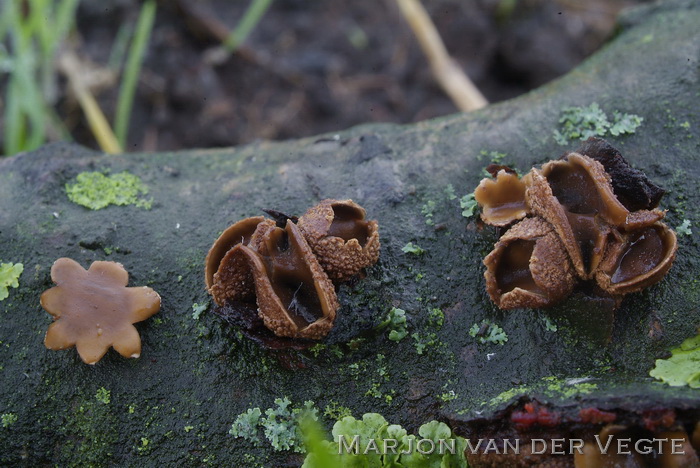 Hazelaarschijfzwam - Encoelia furfuracea